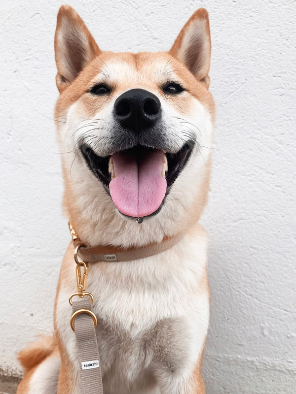 Dog Collar Sand Light brown