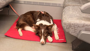 Traveling by Train with your Dog: A Gentle Journey on Rails