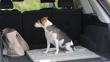 Never Leave Your Dog in the Car