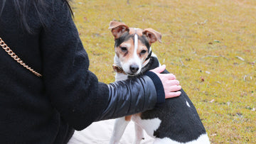 How our dogs show love 🤍