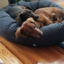 two dachshunds in donut bed warm grey