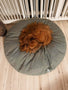dog on round Poespas dog cushion