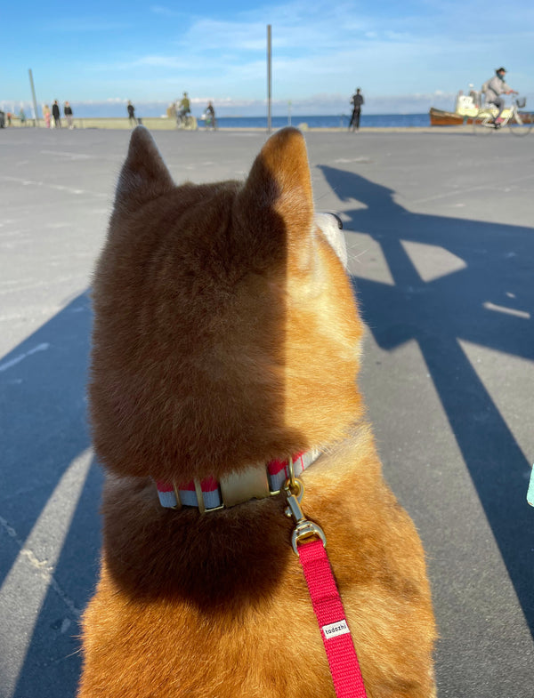 Dog collar red faded blue