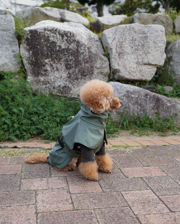 A poodle wearing a green raincoat on a stone-paved walk