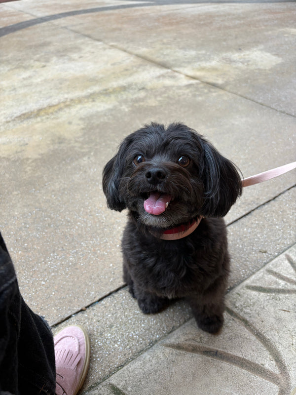 Collar & Leash set Power Warm red - Archive sale