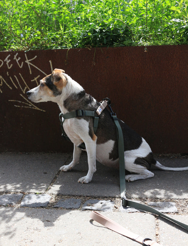 Luna step-in Harness Green Sand