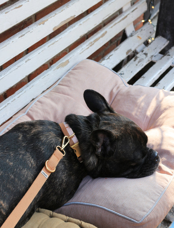 Dog Collar Powder Light brown