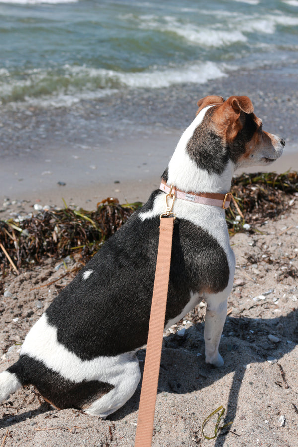 Dog Collar Powder Light brown