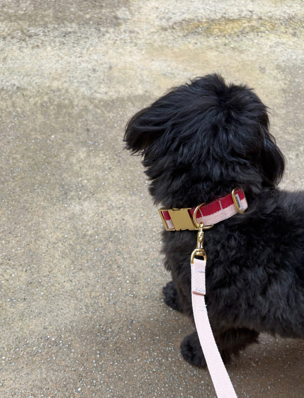 Collar & Leash set Power Warm red - Archive sale