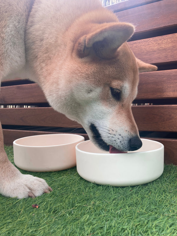 Dog food bowl Creme