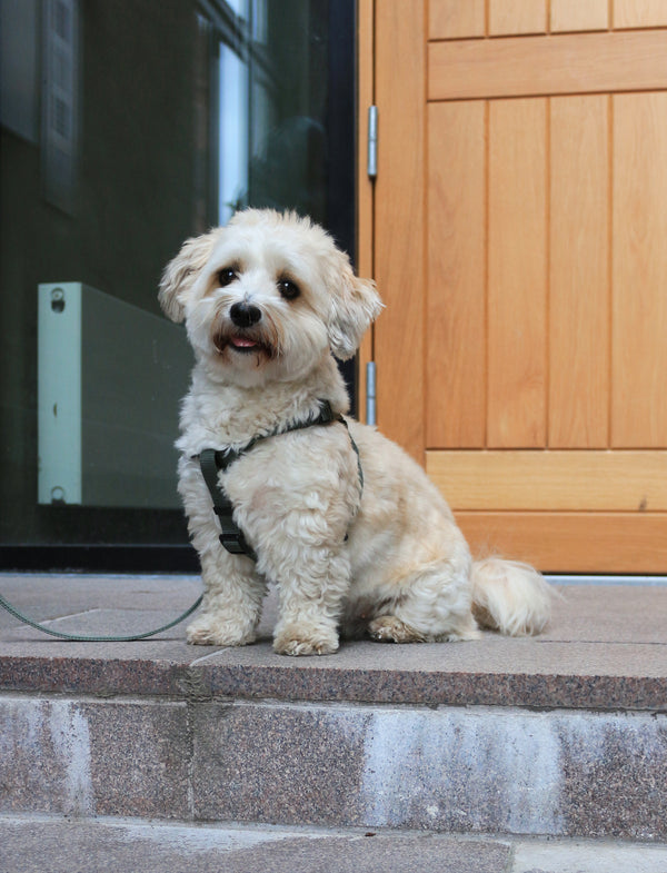 Luna Harness & Leash Set PRE-ORDER + PALA food Gift