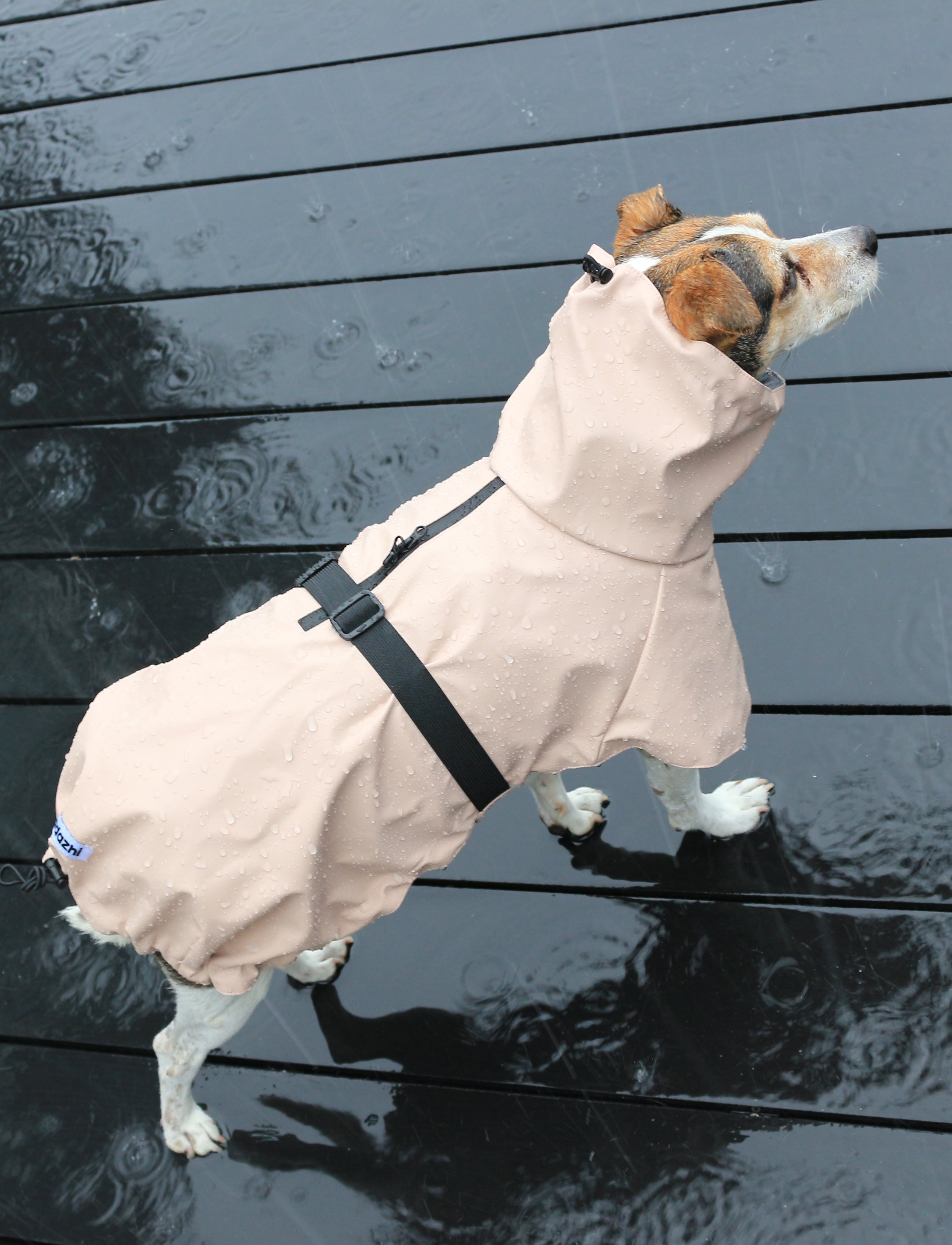 A dog in a rose raincoat on a rain-soaked wooden deck