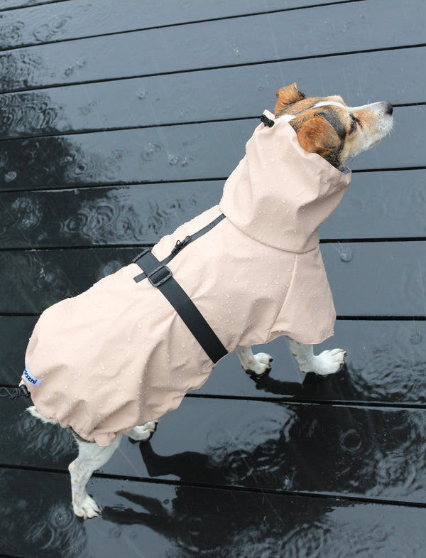 Raincoat Rose