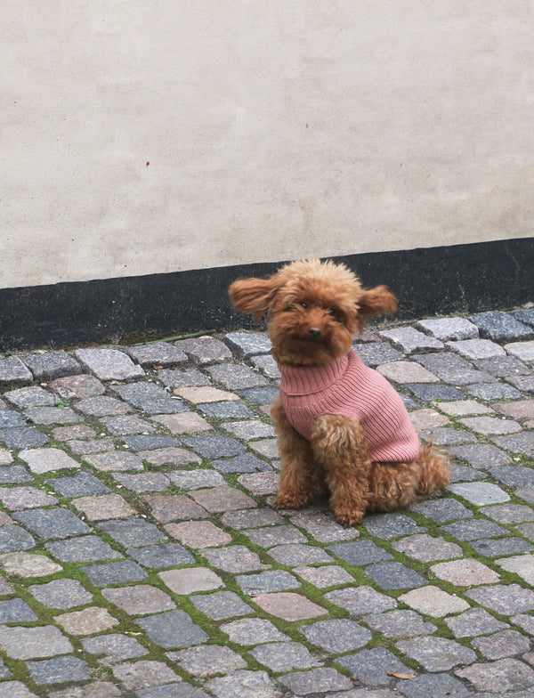 Female Wool dog sweater Rose