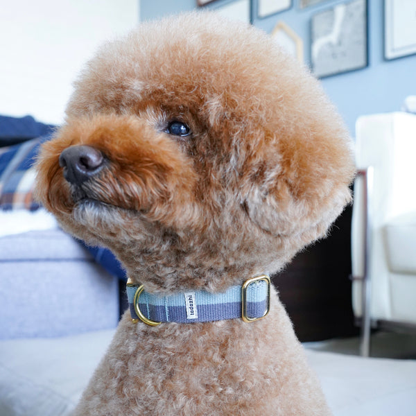 Toypoodle in faded blue warm grey collar