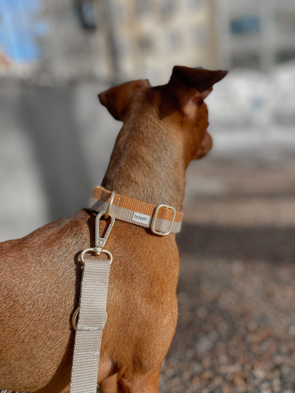 design dog leash worn by dachshund