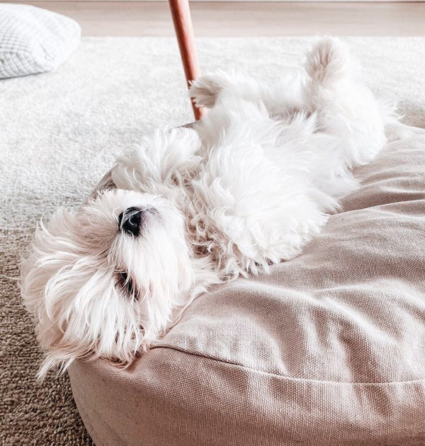 timeless round dog bed with a maltese dog lying on it