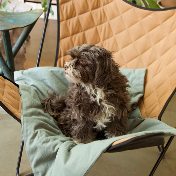 Duvet dog blanket Mellow green