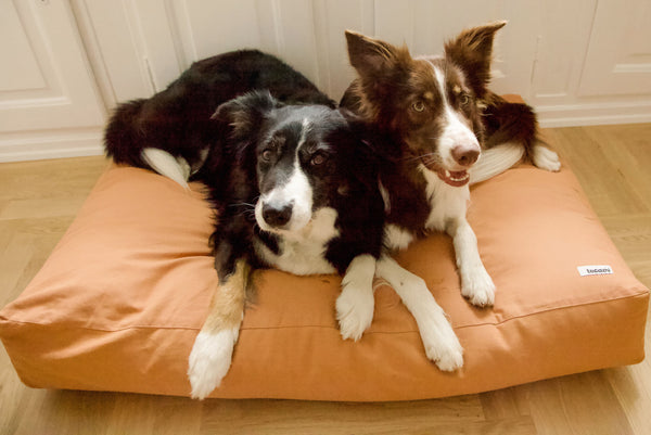 Elegant design dog cushion with two bordercollies on it