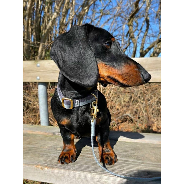 beautiful dog collar worn by dachshund