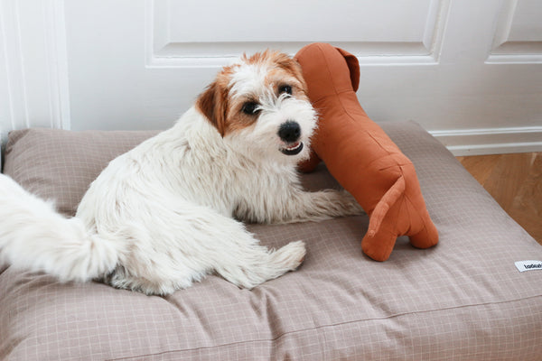 jack russell terrier playing on a timeless dog cushion