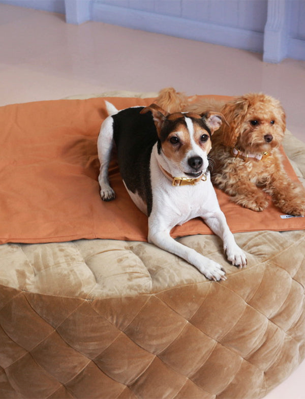 exclusive dog blanket with a Danish Swedish farmdog and a maltipoo on top