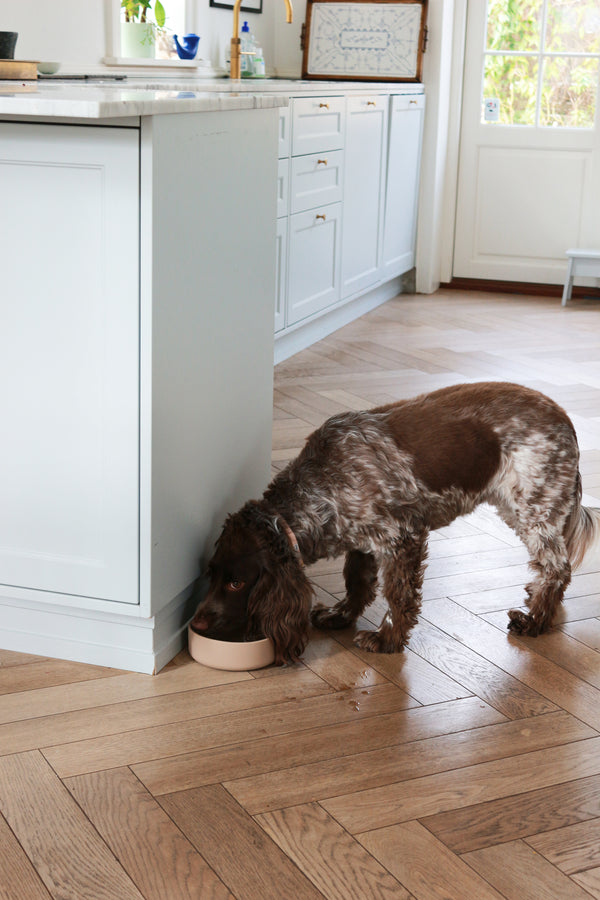 Dog food bowl Gray brown