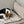 Load image into Gallery viewer, timeless dog blanket with a Danish Swedish farmdog resting on it
