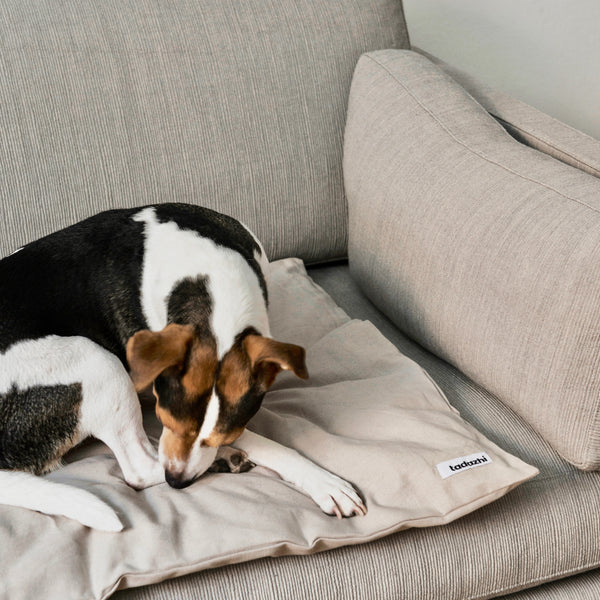 timeless dog blanket with a Danish Swedish farmdog resting on it